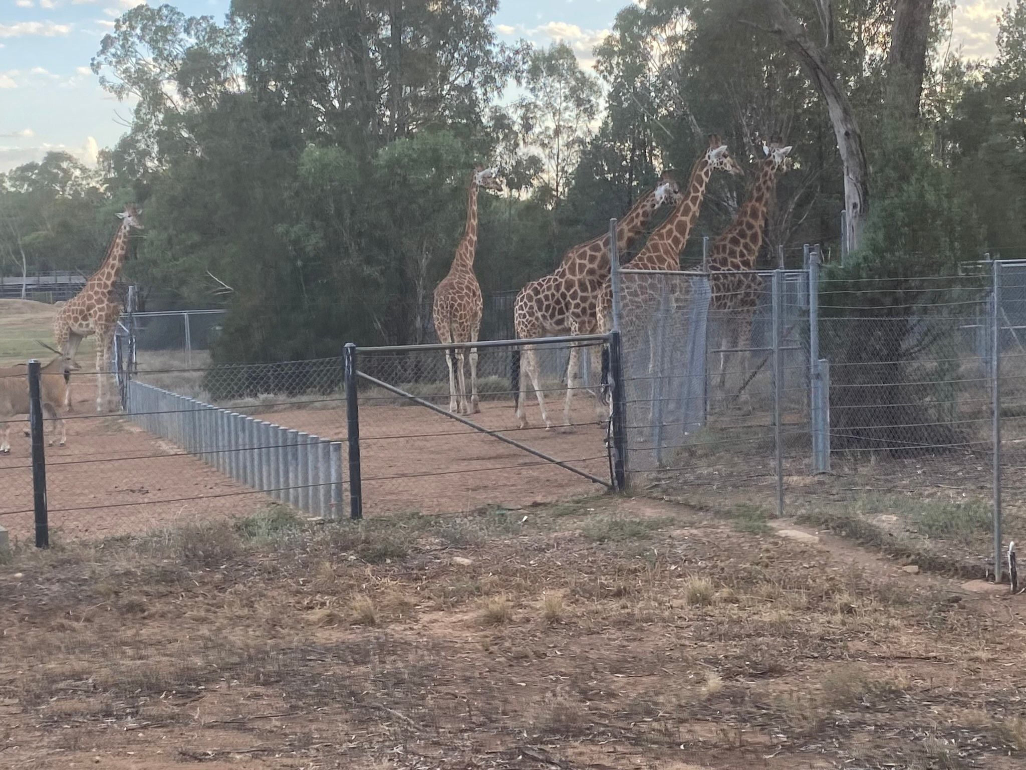Dubbo Zoo 2025 Image -67de04ba70f1f
